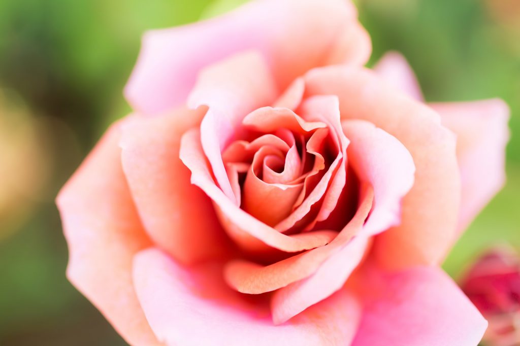 好きな花は・・・やっぱりバラ！